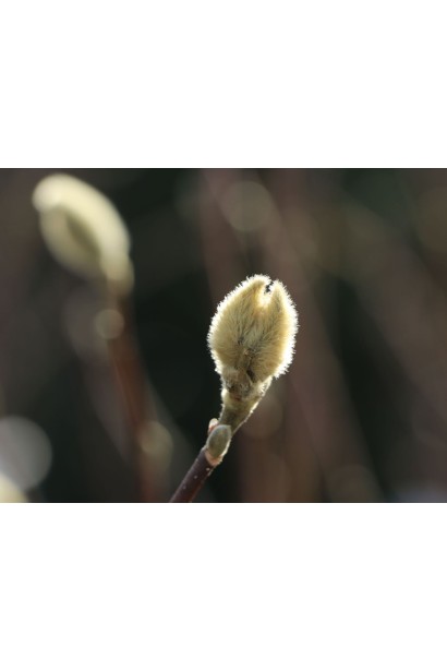 Крупний план бутону магнолії loebneri Wildcat перед розкриттям.